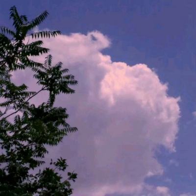 永恒之歌tt端下载