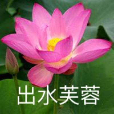 宠物恋人官方版